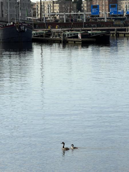 This serene photo captures two grebes gracefully swimming in the calm waters of Oosterdoksstraat, Oosterdokseiland, Amsterdam